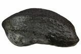 Fossil Whale Ear Bone - Miocene #130236-1